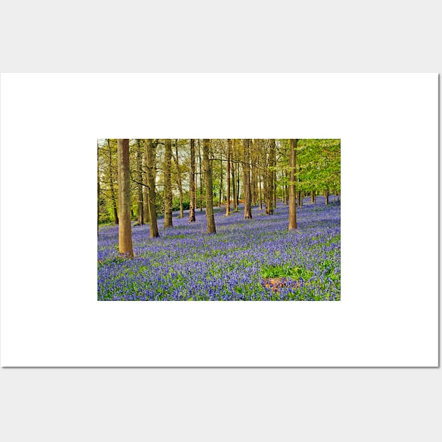 Bluebells Bluebell Woods Greys Court Oxfordshire UK Wall Art by AndyEvansPhotos